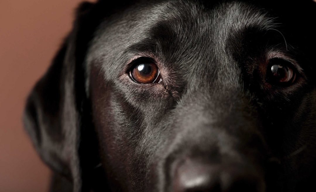black labrador Vets in Cumbernauld
