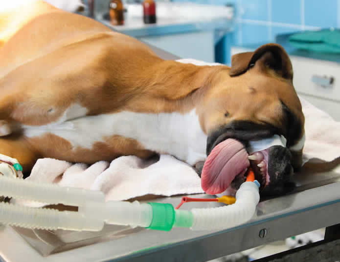 Condorrat vets in Cumbernauld