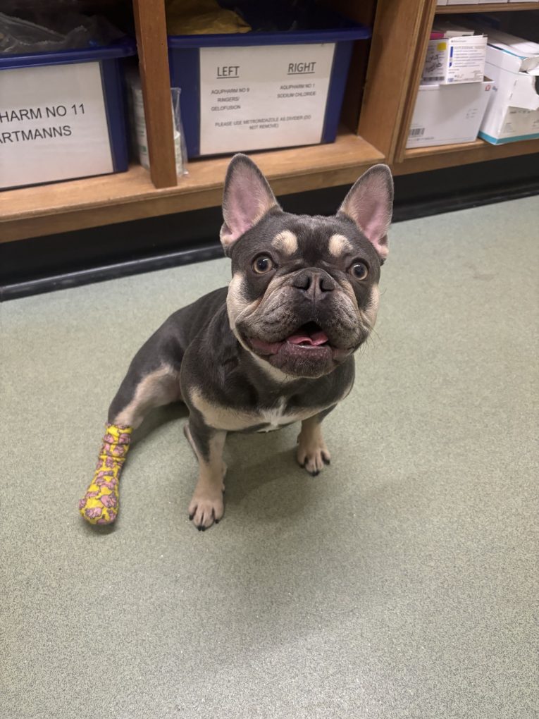 bandage
